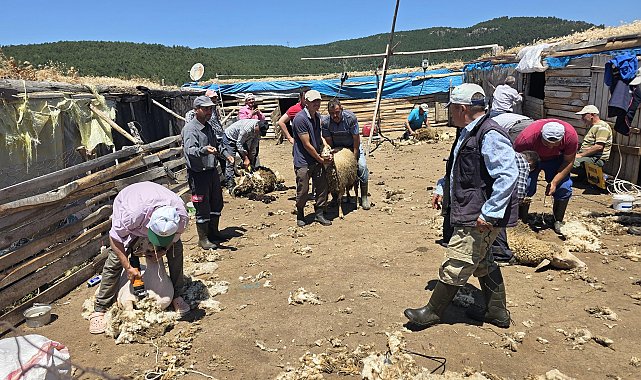 Manisa'da asırlık 'koyun kırkım imecesi' geleneği yaşatıldı