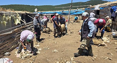 Manisa'da asırlık 'koyun kırkım imecesi' geleneği yaşatıldı