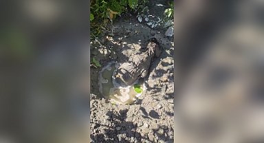 Mikserden dökülen betonda mahsur kalan yavru köpeği itfaiye kurtardı