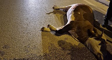 Motosikletin çarptığı inek öldü; kaza kamerada