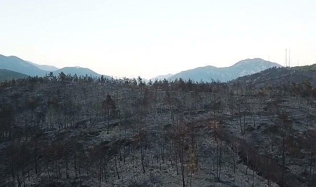 Muğla'daki yangınlarda 5 bin hektardan fazla alan zarar gördü