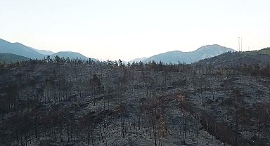 Muğla'daki yangınlarda 5 bin hektardan fazla alan zarar gördü