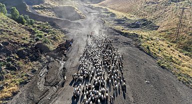Nemrut'un eteklerinde sürülerin 'tozlu yolculuğu'