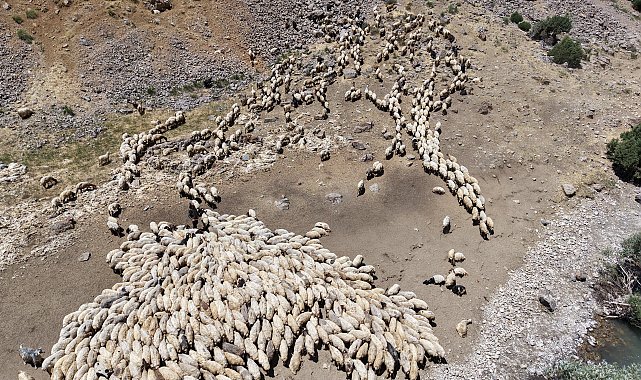 Norduz koyunları GPS ve uyduyla izleniyor; hedef iklim değişikliğine uyumlu sürü yönetimi
