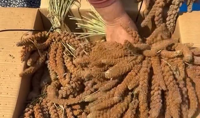 Osmaniye'de kuş yemine yönelik 'dal darı' hasadı başladı; kilosu tarlada 4 dolara ihraç edildi