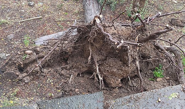 Osmaniye'de sağanak ve fırtına; ağaçlar devrildi