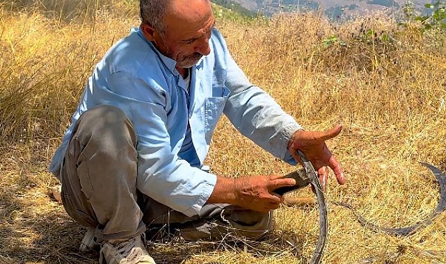 Osmaniye'de yüksek rakımlı tarlalarda orakla buğday hasadı