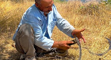 Osmaniye'de yüksek rakımlı tarlalarda orakla buğday hasadı