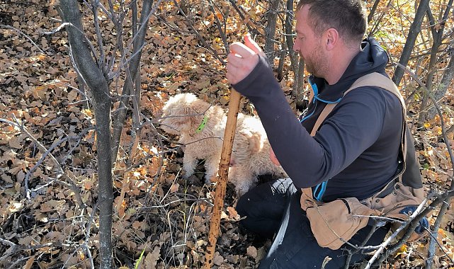 Özel eğitimli köpeklerle 112 bin hektar tarandı, yer altında 22 ton trüf mantarı tespit edildi