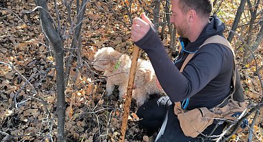 Özel eğitimli köpeklerle 112 bin hektar tarandı, yer altında 22 ton trüf mantarı tespit edildi