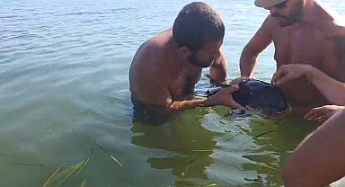 Plajda görülen yavru yunus, gözlerinde enfeksiyon temizlenip denize bırakıldı