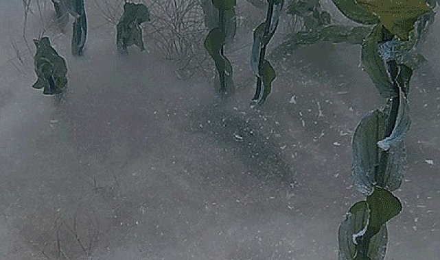 Sapanca Gölü'nün dibindeki pamuksu oluşum inceleniyor