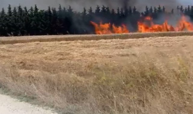Silivri'de elektrik direği kesimi sırasında çıkan yangın söndürüldü