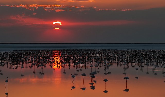 Son 5 yılın en yüksek yavru flamingo sayısına ulaşılan Tuz Gölü'nde eşsiz görüntüler