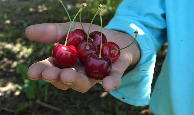 Sultandağı kirazında 'rekor' rekolte beklentisi
