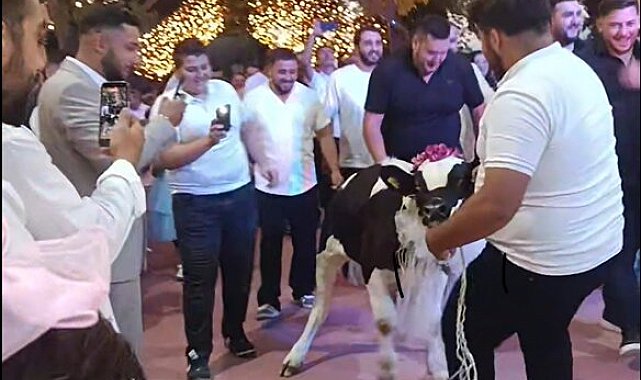 Takı töreninde damada dana hediye ettiler