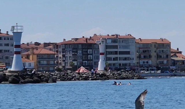 Tekirdağ açıklarında yunuslar görüntülendi