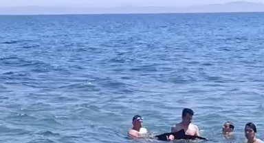 Tekirdağ'da yavru yunus yüzenlerin yanına geldi