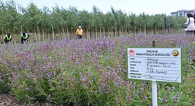 Tıbbi ve aromatik bitkiler, Şifa Bahçeleri Projesi ile yaygınlaştırılıyor