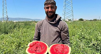 Torbalı'da karpuz hasadı başladı