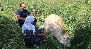 Uçuruma düşen inekleri ölen 7 çocuklu aileye, 2 inek ve 2 buzağı hibe edildi