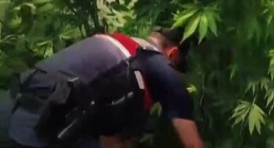 Yalova'da evlerinin bahçesine kenevir eken 2 şüpheli gözaltına alındı
