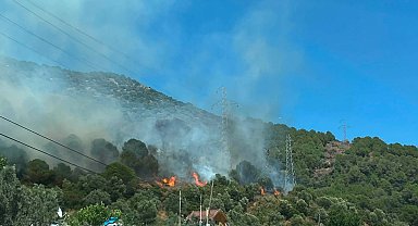 Yalova'da orman yangını