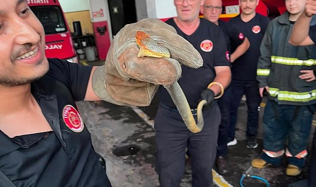 Yalova'ya feribotla gelen otomobilde yılan çıktı; o anlar kamerada