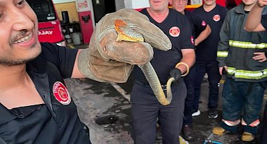 Yalova'ya feribotla gelen otomobilde yılan çıktı; o anlar kamerada