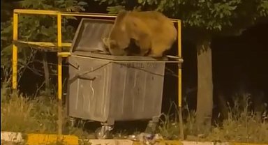 Yiyecek arayan ayı ve yavrusu görüntülendi