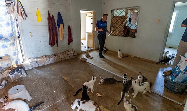 'Çöp ev' ihbarın giden ekipler adreste 100 kedi buldu