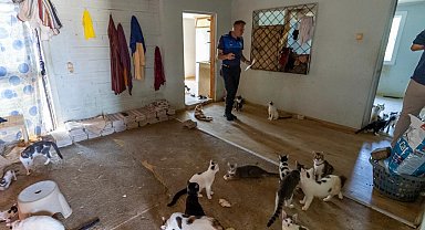'Çöp ev' ihbarın giden ekipler adreste 100 kedi buldu