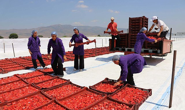 'İzmir'i domates üretiminde 1'inci sıraya çıkarmayı hedefliyoruz'