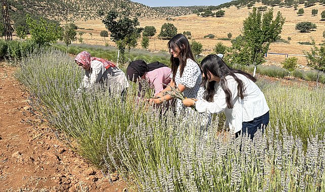 40 yıldır atıl duran arazi, kadınların emeğiyle lavanta bahçesine dönüştü