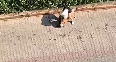Ağızlıksız gezdirilen pitbull, kediyi öldürdü; sahibi, 'polisi aramayın' dedi