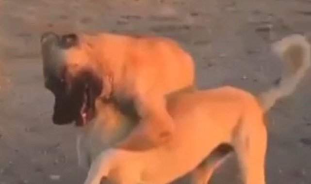 Aksaray'da köpek dövüştüren 3 kişiye 39 bin lira ceza