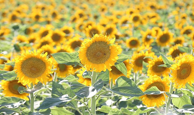 Aksaray'dan Avrupa ve Japonya'ya 500 ton ayçiçeği balı ihracatı