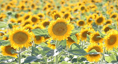 Aksaray'dan Avrupa ve Japonya'ya 500 ton ayçiçeği balı ihracatı