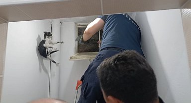 Amasya'da kurtarılan kedi, itfaiyecileri peşinden koşturdu