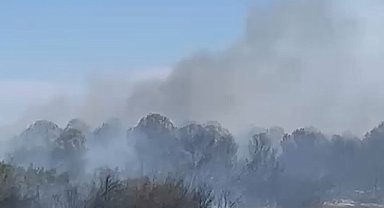 Anız yangınında alevler, ağaçlık alana sıçradı