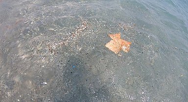 Antalya kıyılarında mikroplastik alarmı; canlıların ölümüne sebep olabiliyor