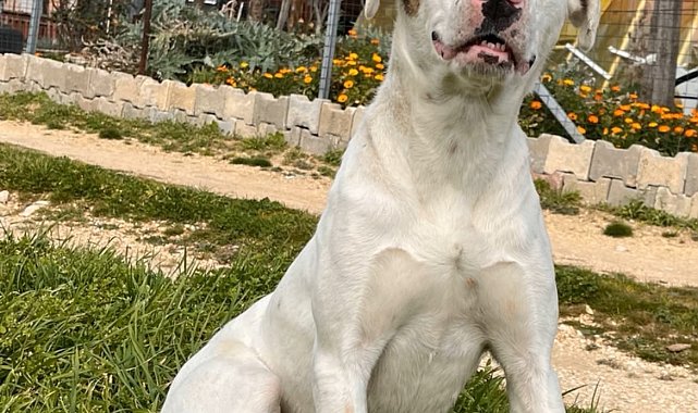 Av tüfeğiyle öldürülen 'Sütlaç' için savcılığa suç duyurusu
