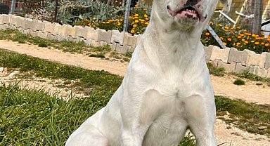 Av tüfeğiyle öldürülen 'Sütlaç' için savcılığa suç duyurusu