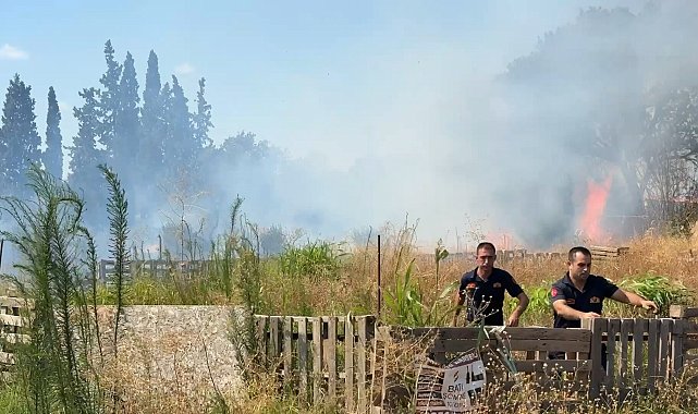 Aydın'da ot yangınında alevler zeytinliğe sıçradı