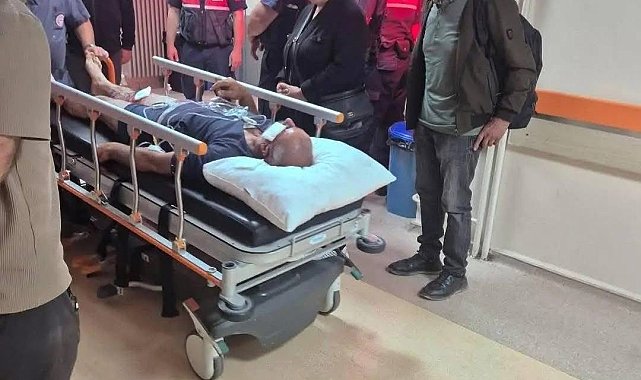 Ayı saldırısına uğradı, köpekleri sayesinde kurtuldu