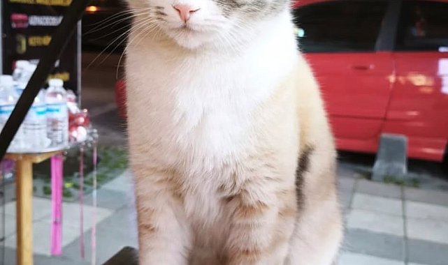 Bağcılar'da dobermanın saldırdığı kedi 'Bambi' öldü: 'Bugün kedi yarın sizin çocuğunuz'