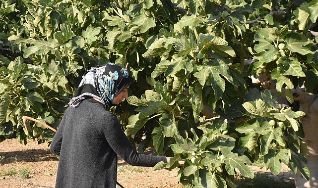 Bardacık inciri Torbalı'da toplanmaya başladı