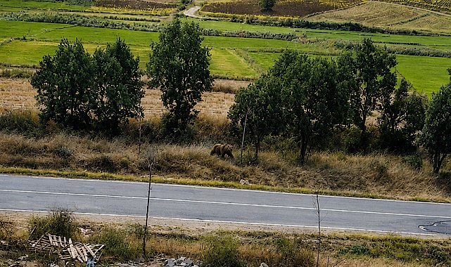 Belediye başkanından vatandaşlara 'bozayı' uyarısı