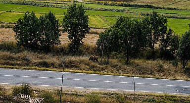 Belediye başkanından vatandaşlara 'bozayı' uyarısı
