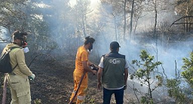 Bolu'nun Göynük ilçesinde orman yangını